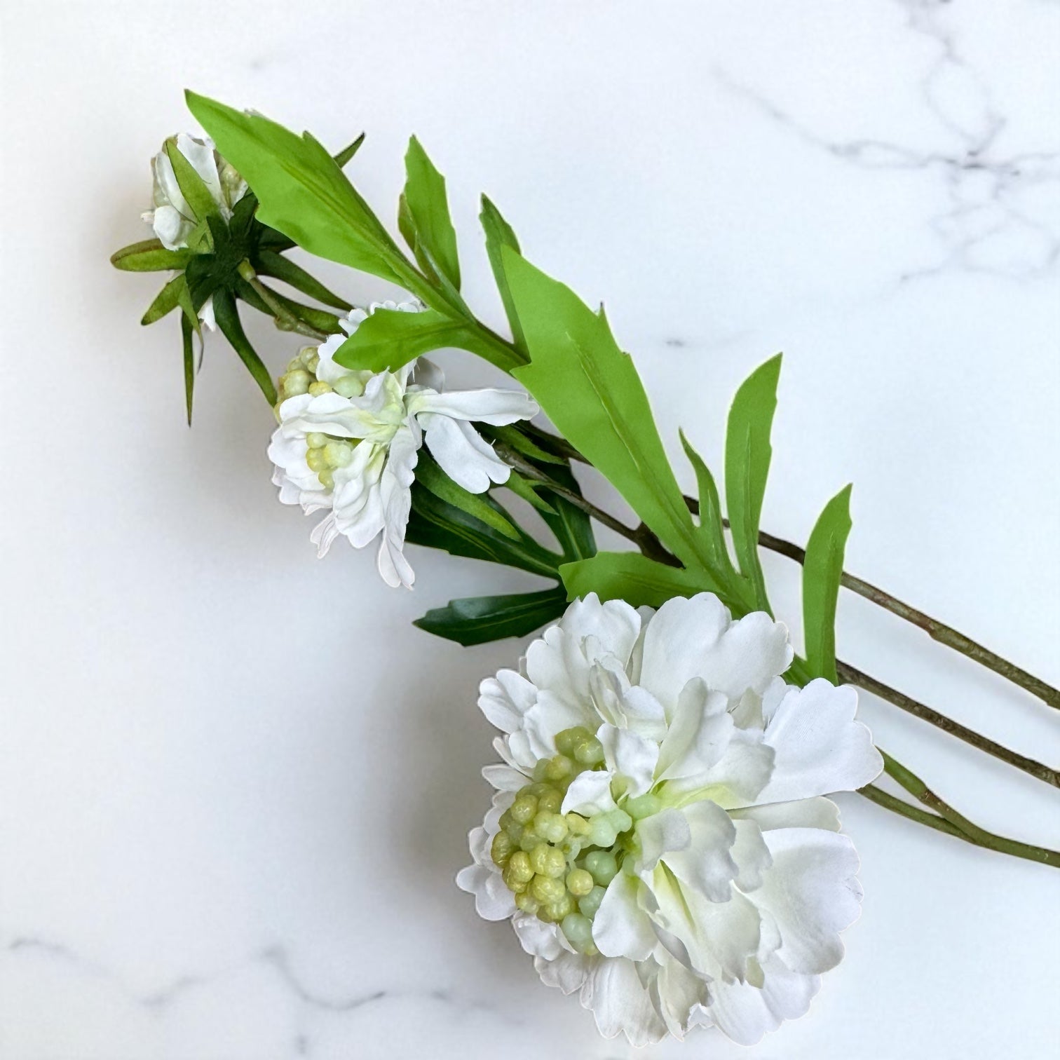 White Scabious Stem