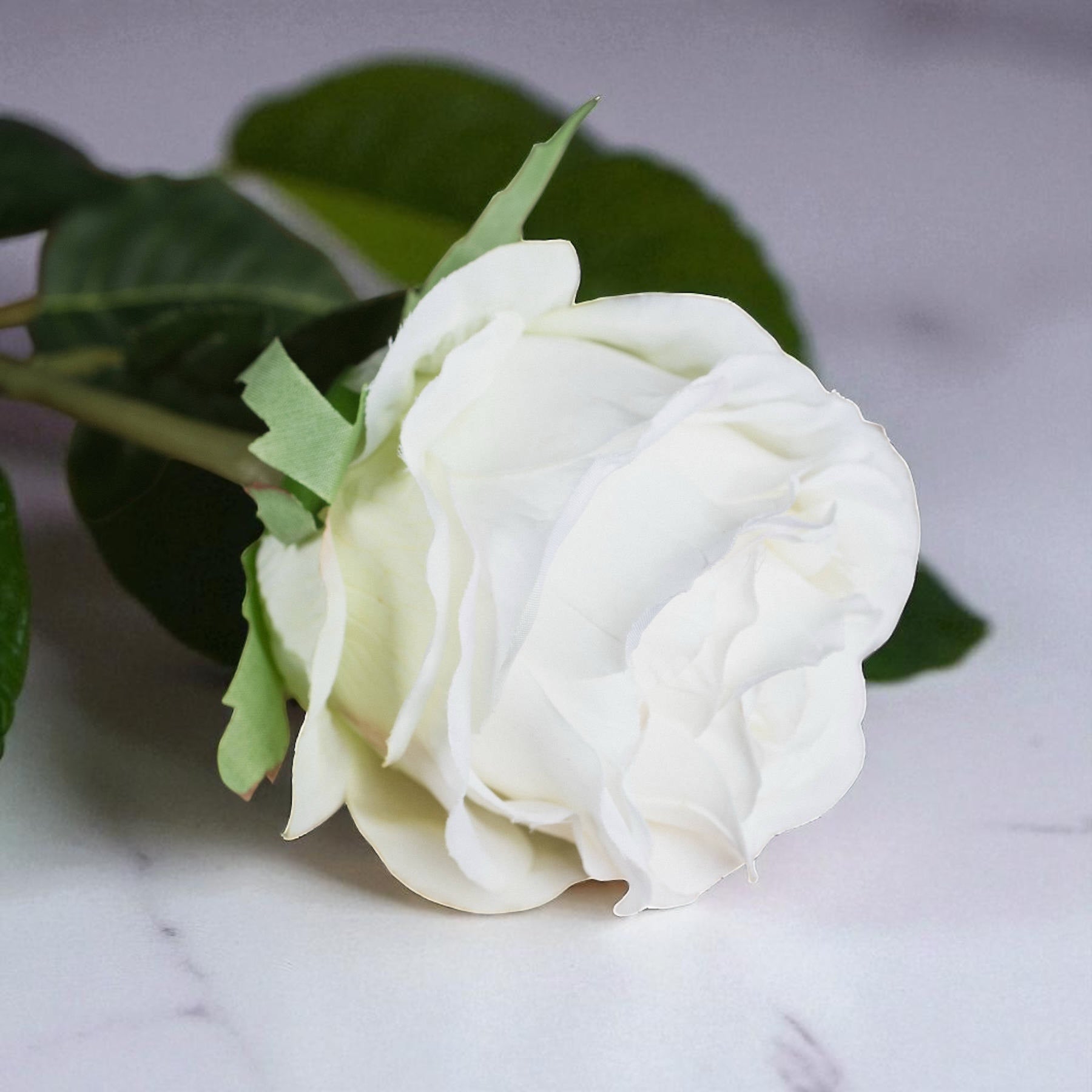 Traditional White Garden Rose